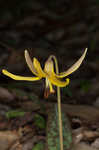 Dogtooth violet